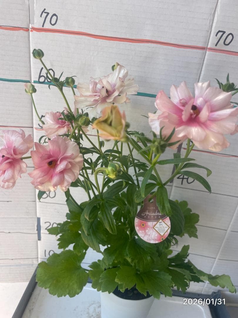 NEO　　ラナンキュラス ラックス 　6鉢