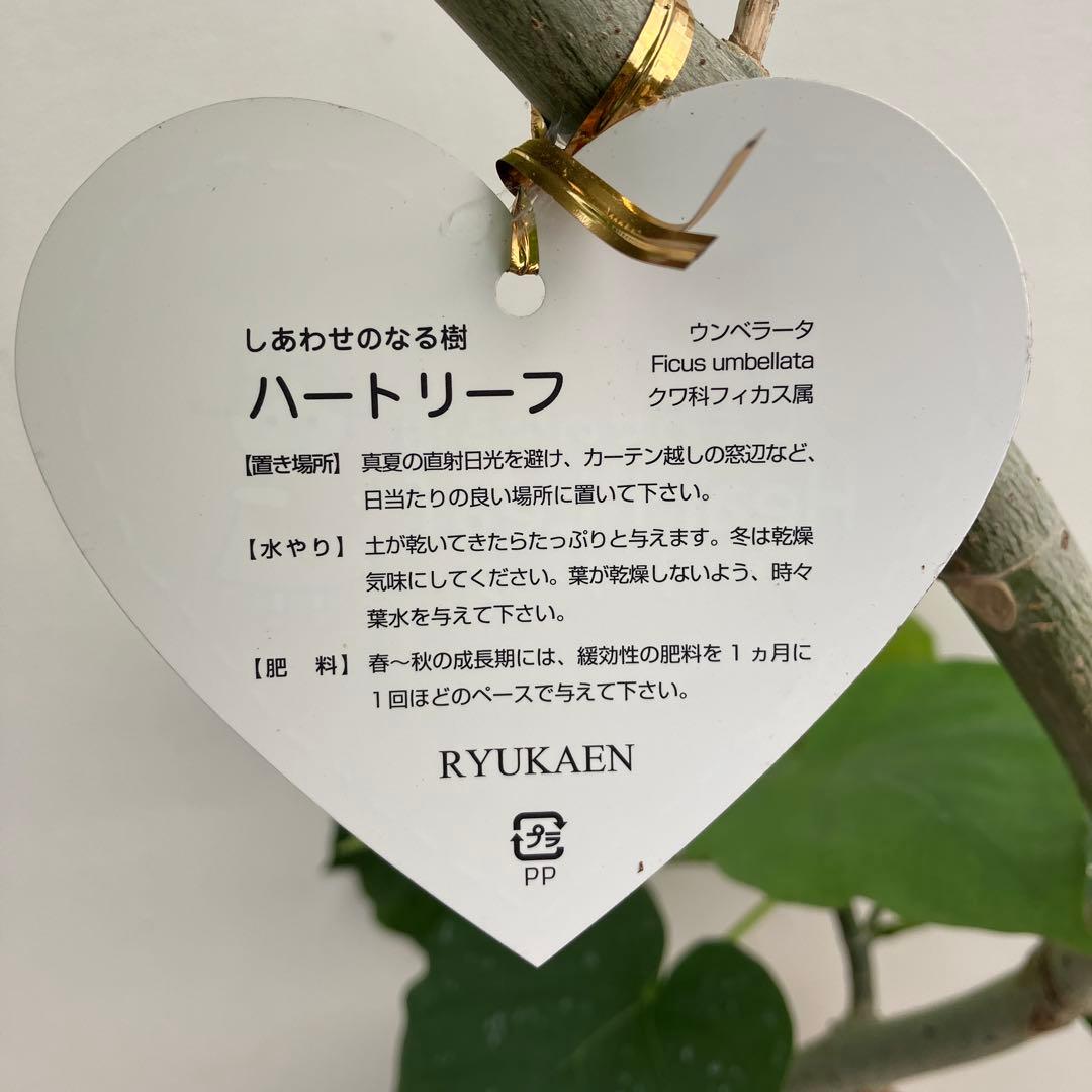 フィカス　ウンベラータ　曲がり　鉢皿付き