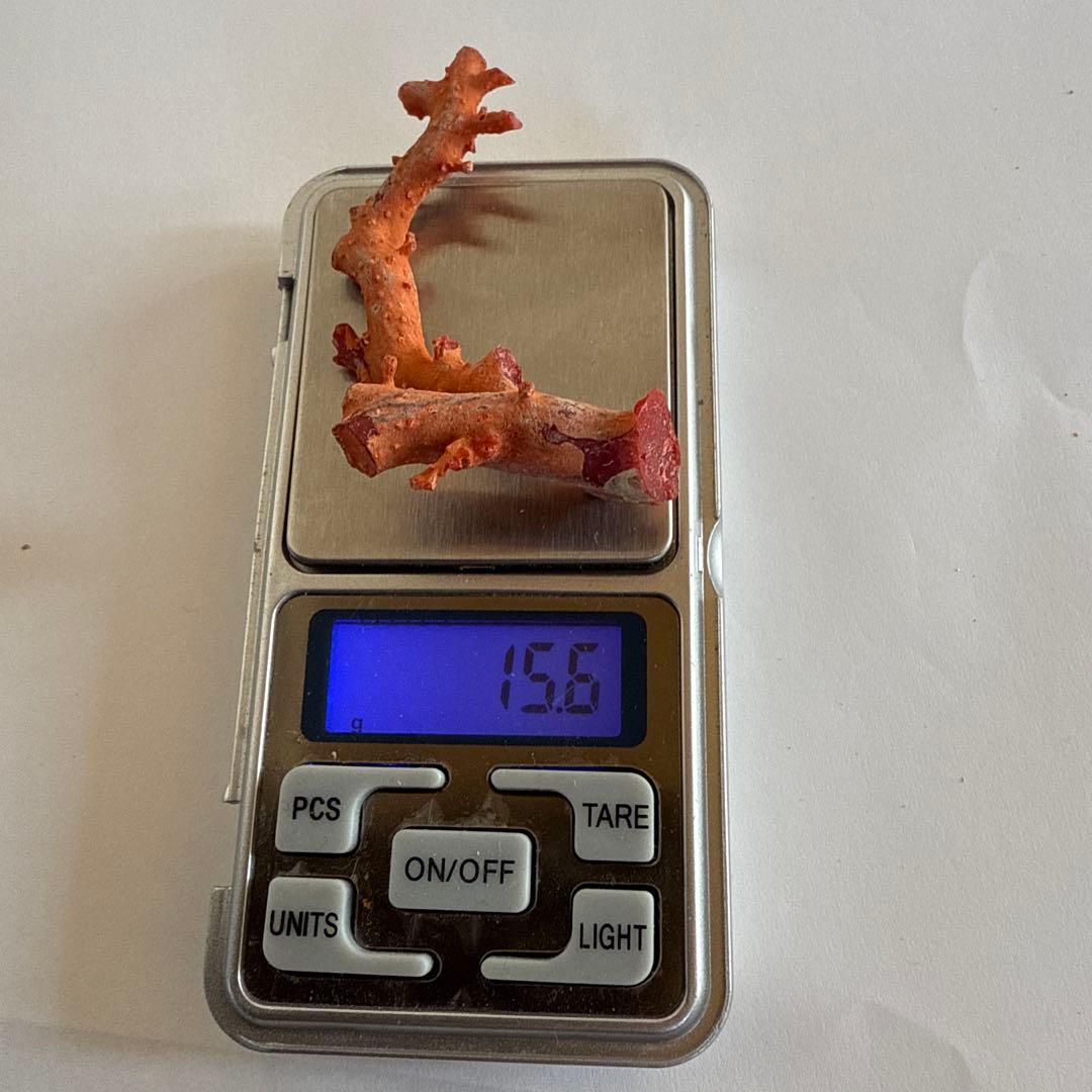 赤珊瑚　原木