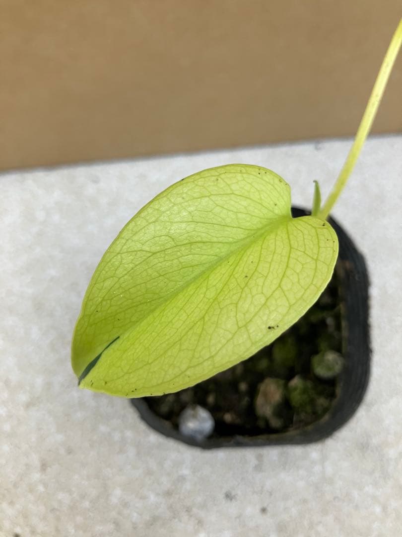 モンステラ斑入り　デリシオーサ実生幼苗　激レア継続個体