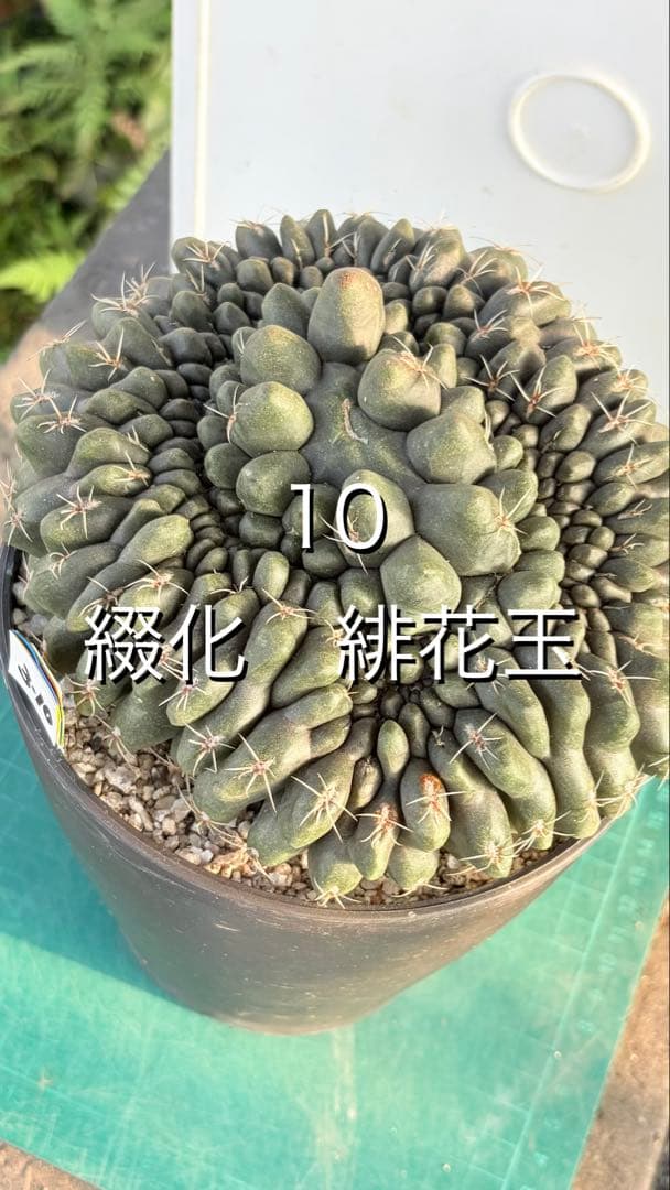 10 綴化　緋花玉　鉢付　Gymnocalycium baldianum