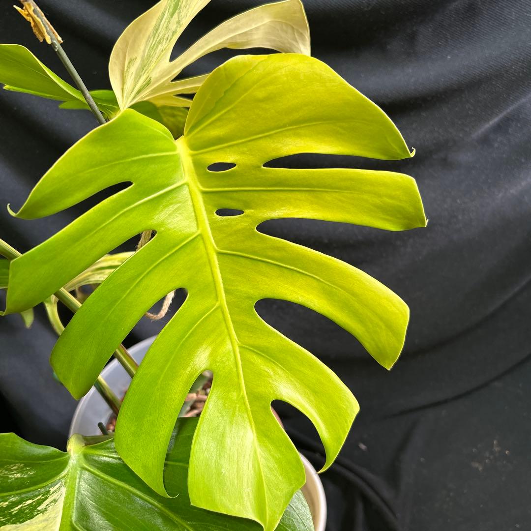 大株モンステラボルシギアナオーレア鉢植え発送!