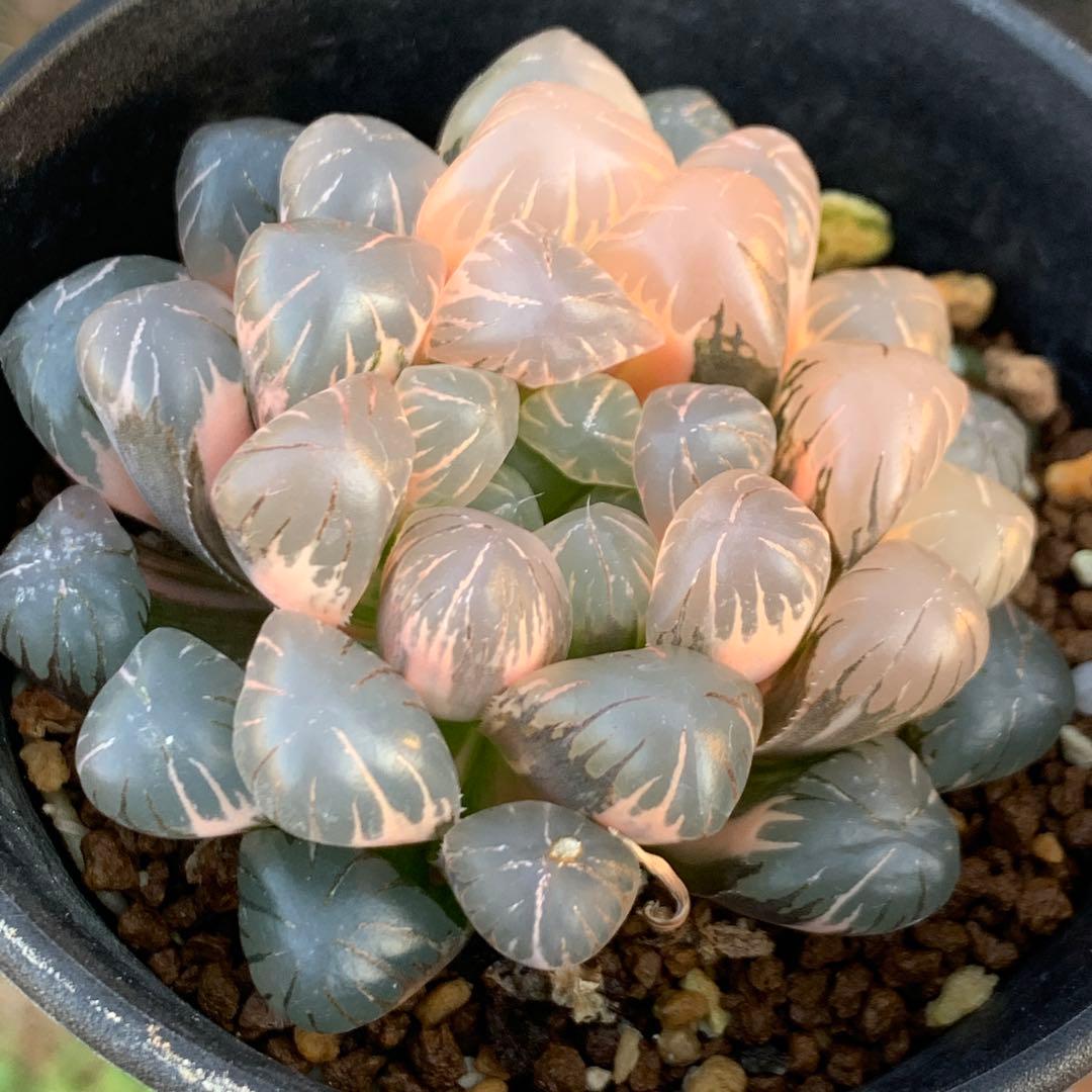 多肉植物 ハオルチア オブツーサ錦 OB-1極上株
