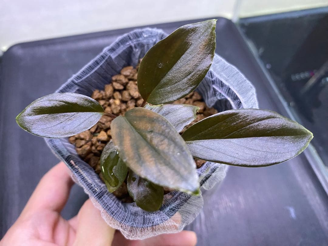 松Homalomena sp.\"Black Velvet\" [KN便]など