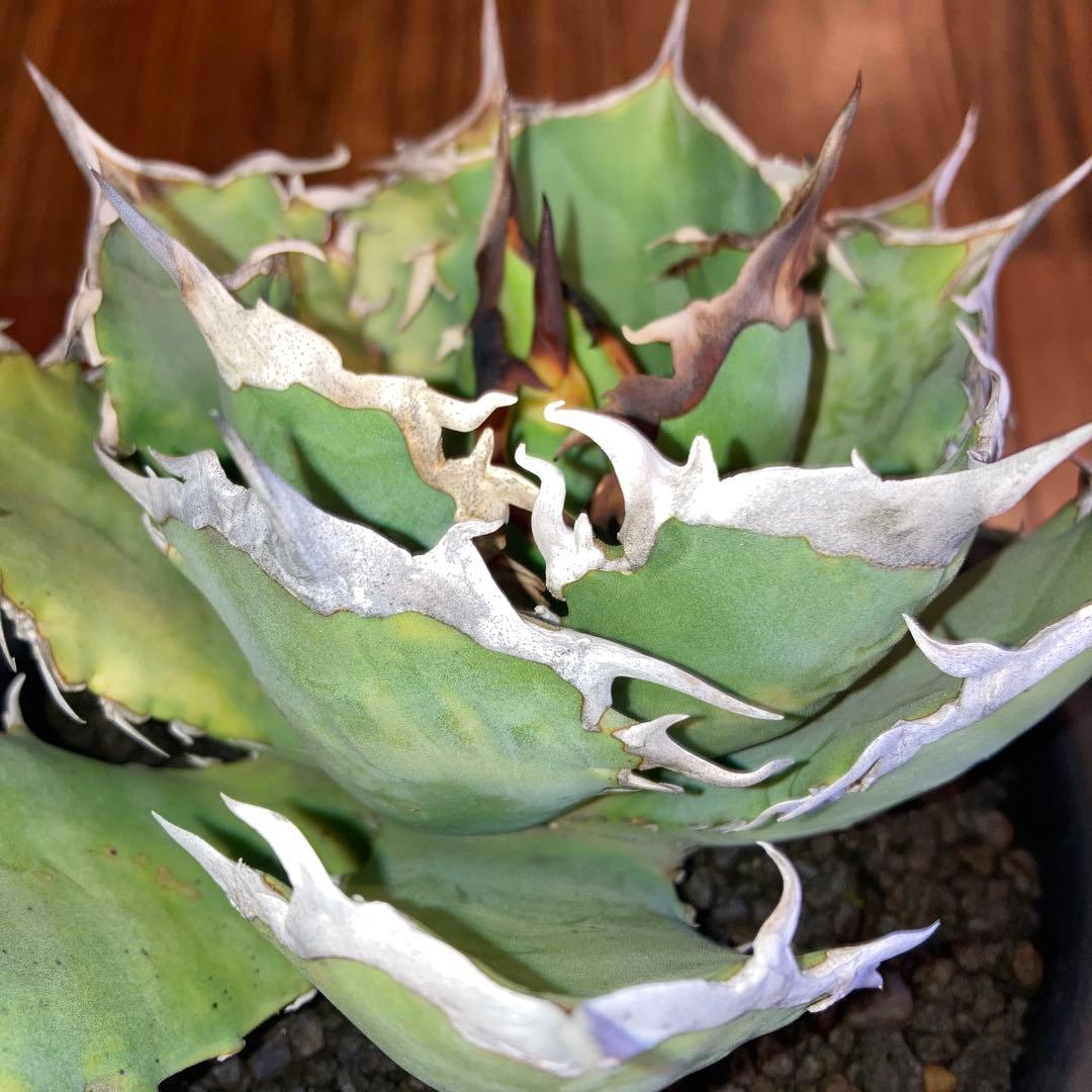 アガベ オテロイ オアハカ メキシコ産 現地株【現品・菊鉢付タグ付・メルカリ便】