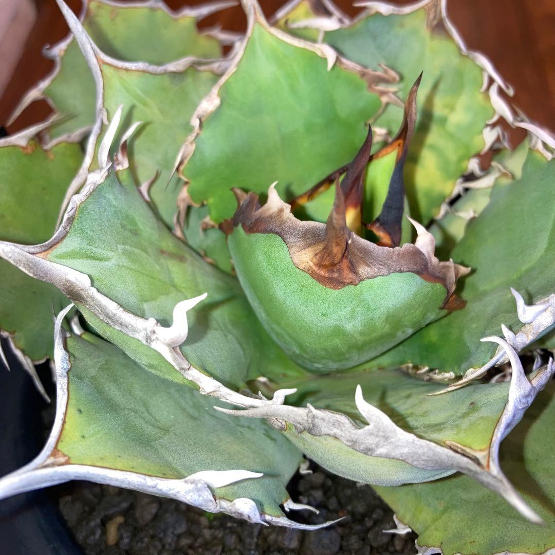 アガベ オテロイ オアハカ メキシコ産 現地株【現品・菊鉢付タグ付・メルカリ便】