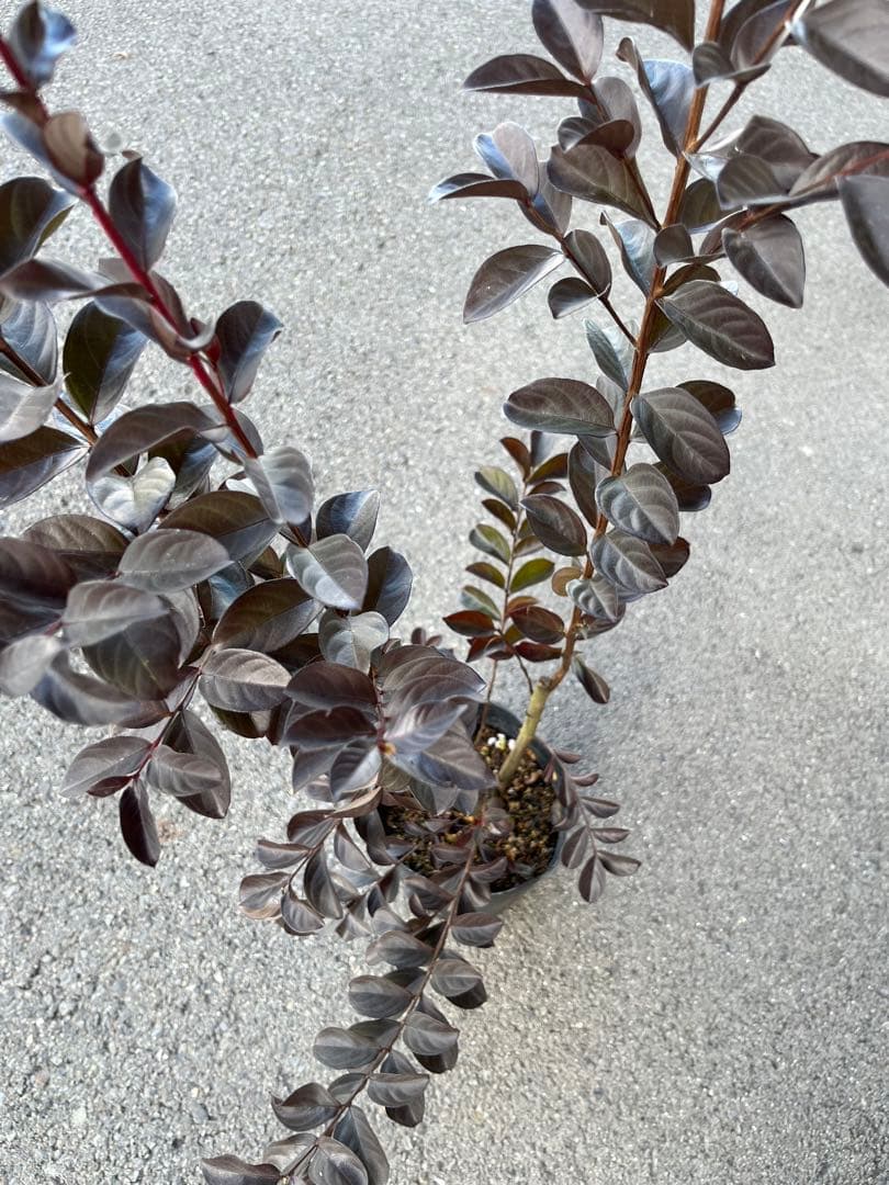 サルスベリ ブラックパール ホワイト ★新品種 大株株立ち 約1.2m 宅急便