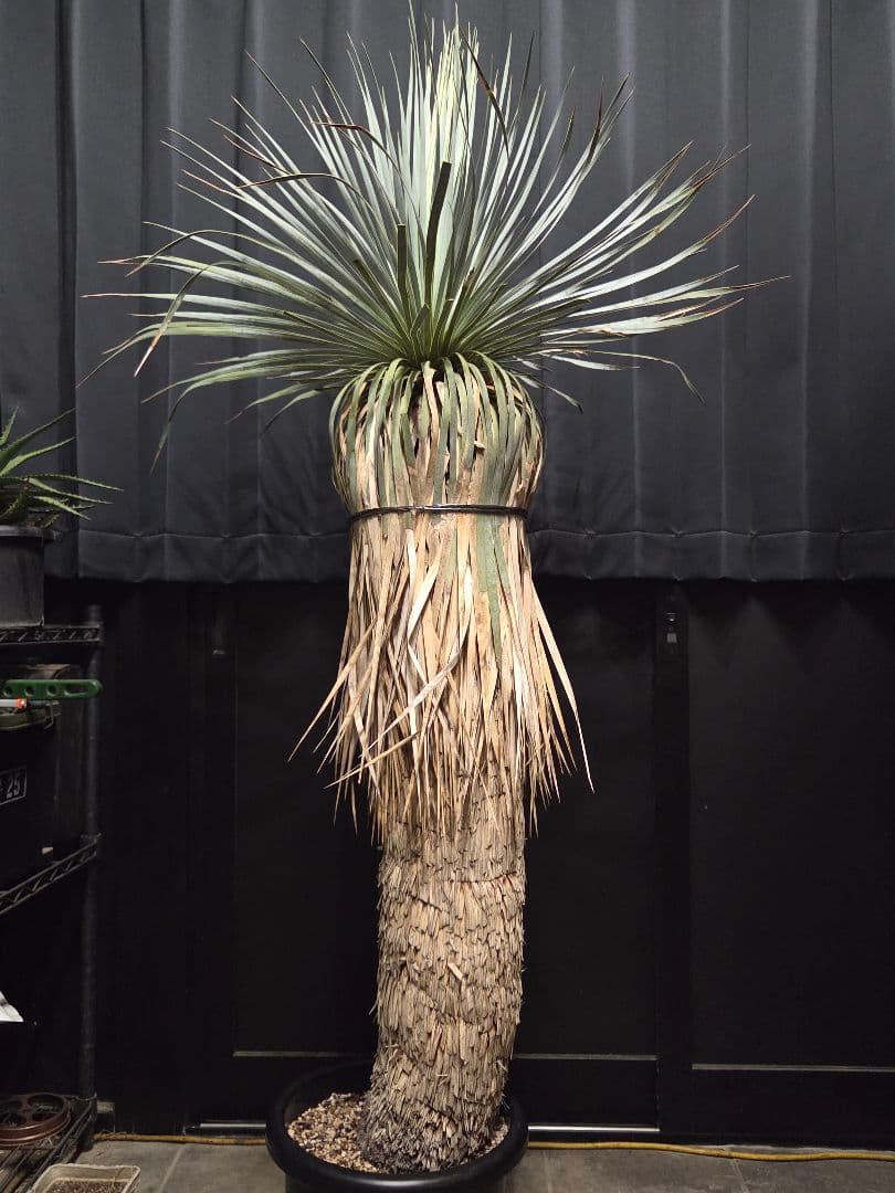 専用、セット、リピ、特割ユッカロストラータ 大、太株 (つ)濃厚ブルー葉