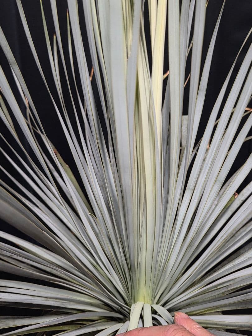 専用、セット、リピ、特割ユッカロストラータ 大、太株 (つ)濃厚ブルー葉