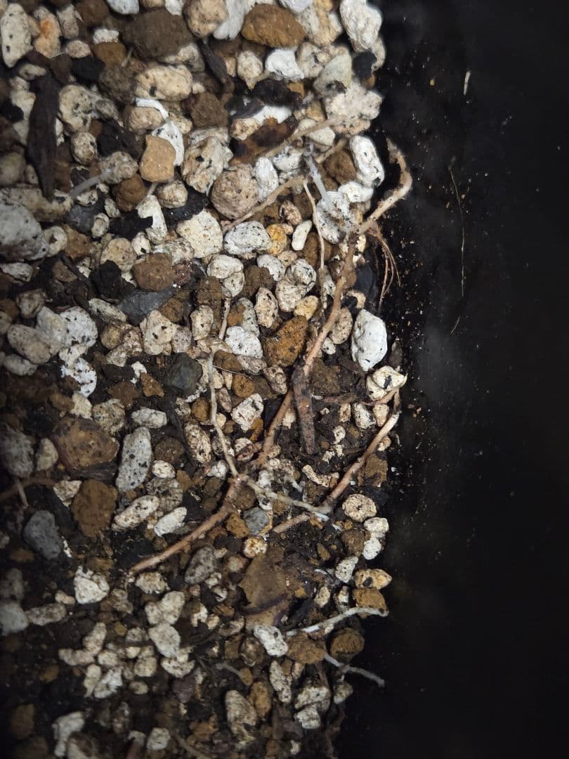 専用、セット、リピ、特割ユッカロストラータ 大、太株 (つ)濃厚ブルー葉