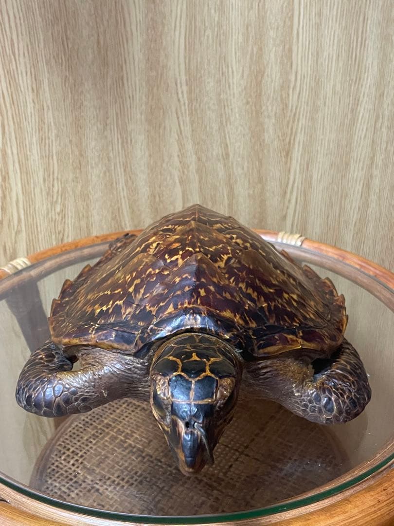 マギウス タイマイ　ウミガメ　剥製　中古品 国際希少野生動植物種登録票有り