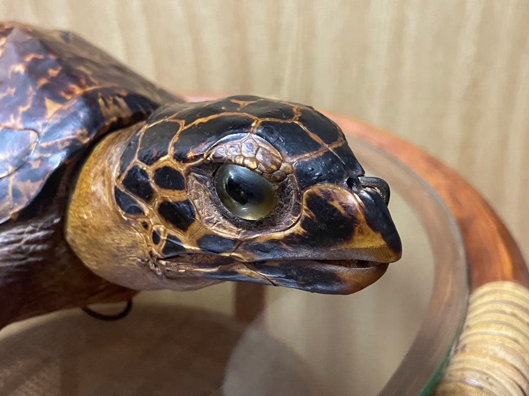 マギウス タイマイ　ウミガメ　剥製　中古品 国際希少野生動植物種登録票有り