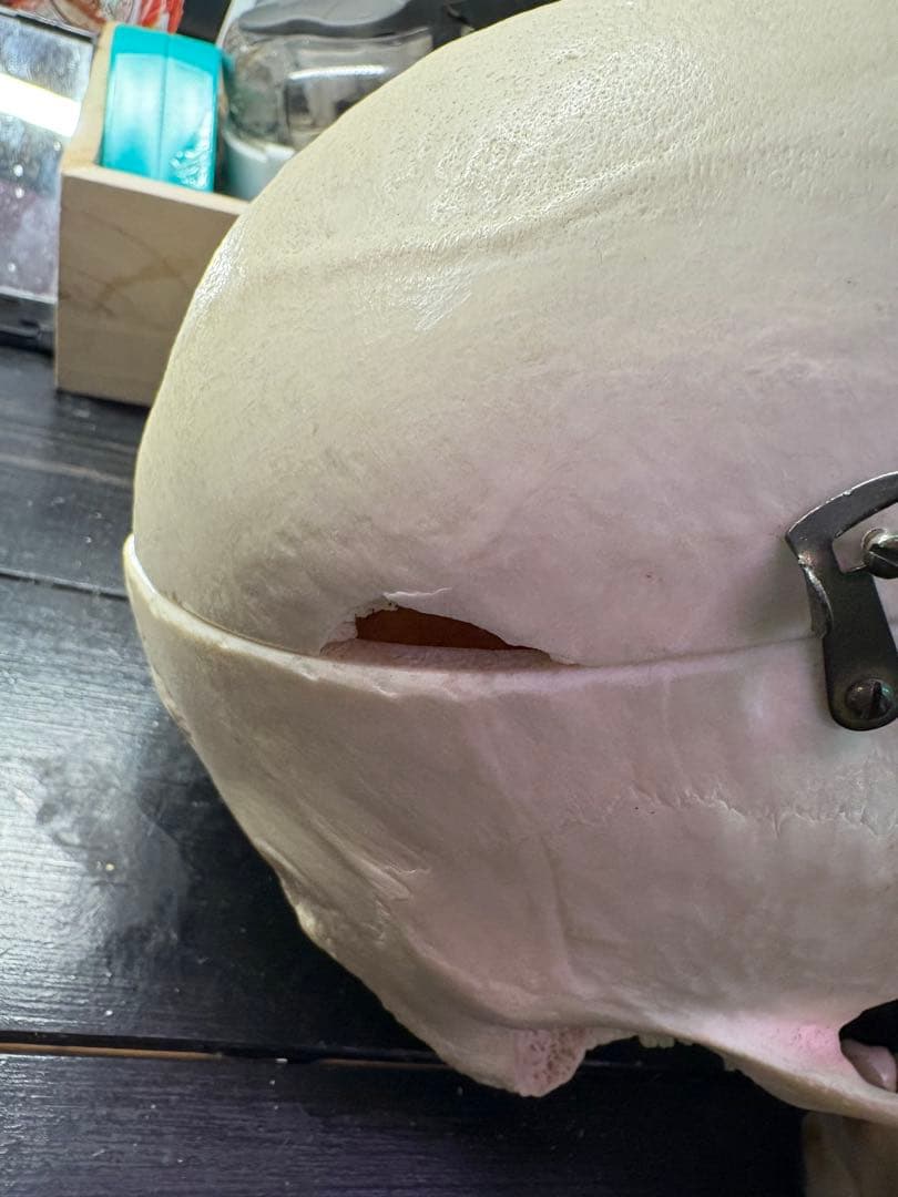 歯科医療模型