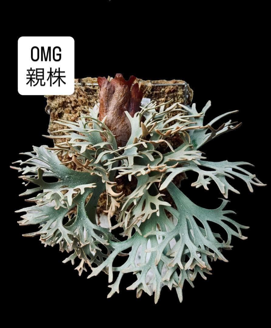 ビカクシダ OMG ウィリンキードワーフ 板付 O-2