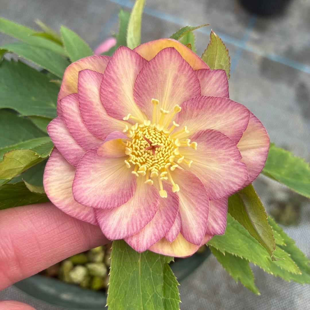 クリスマスローズ　ピンクオーレア　ピンクゴールド　６寸　脇芽5