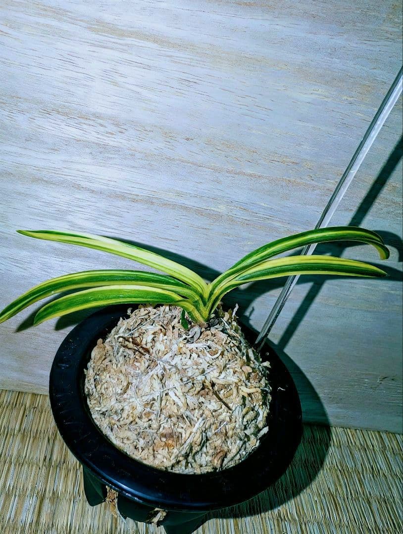 富貴蘭　白馬童子(慶賀柄の天咲き距無し花)