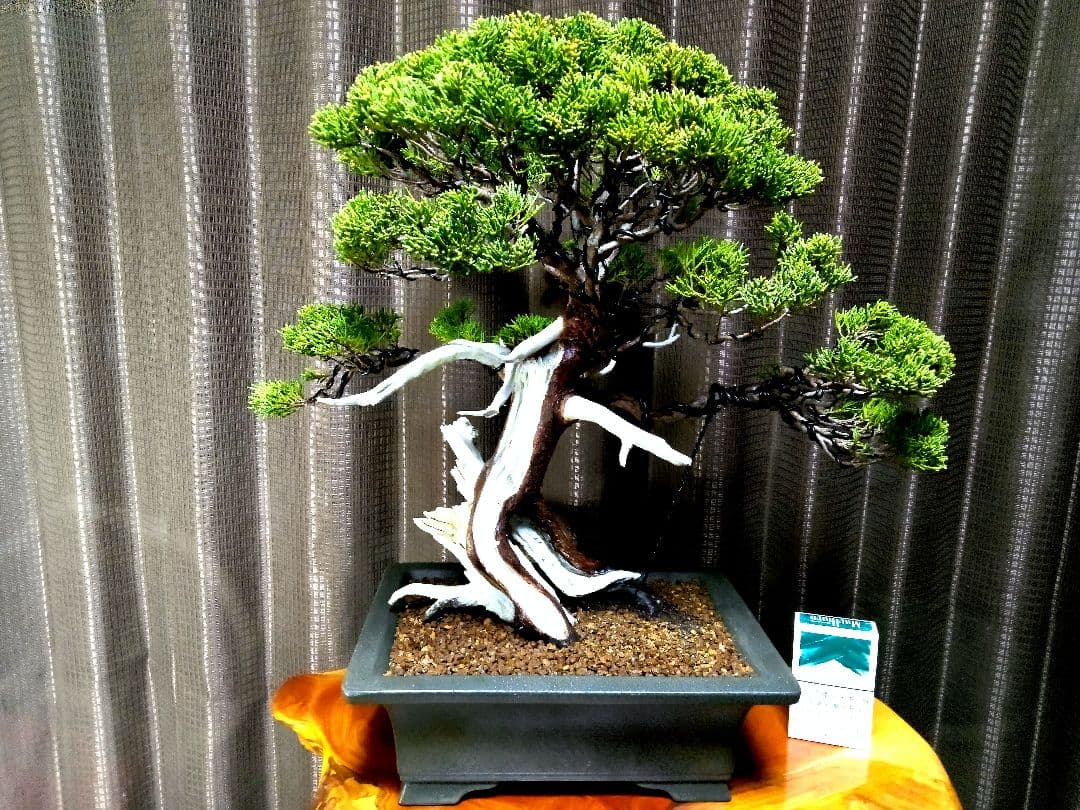 【中品　正木　真柏盆栽】　　　　⭕古木、太幹、足元抜群❗