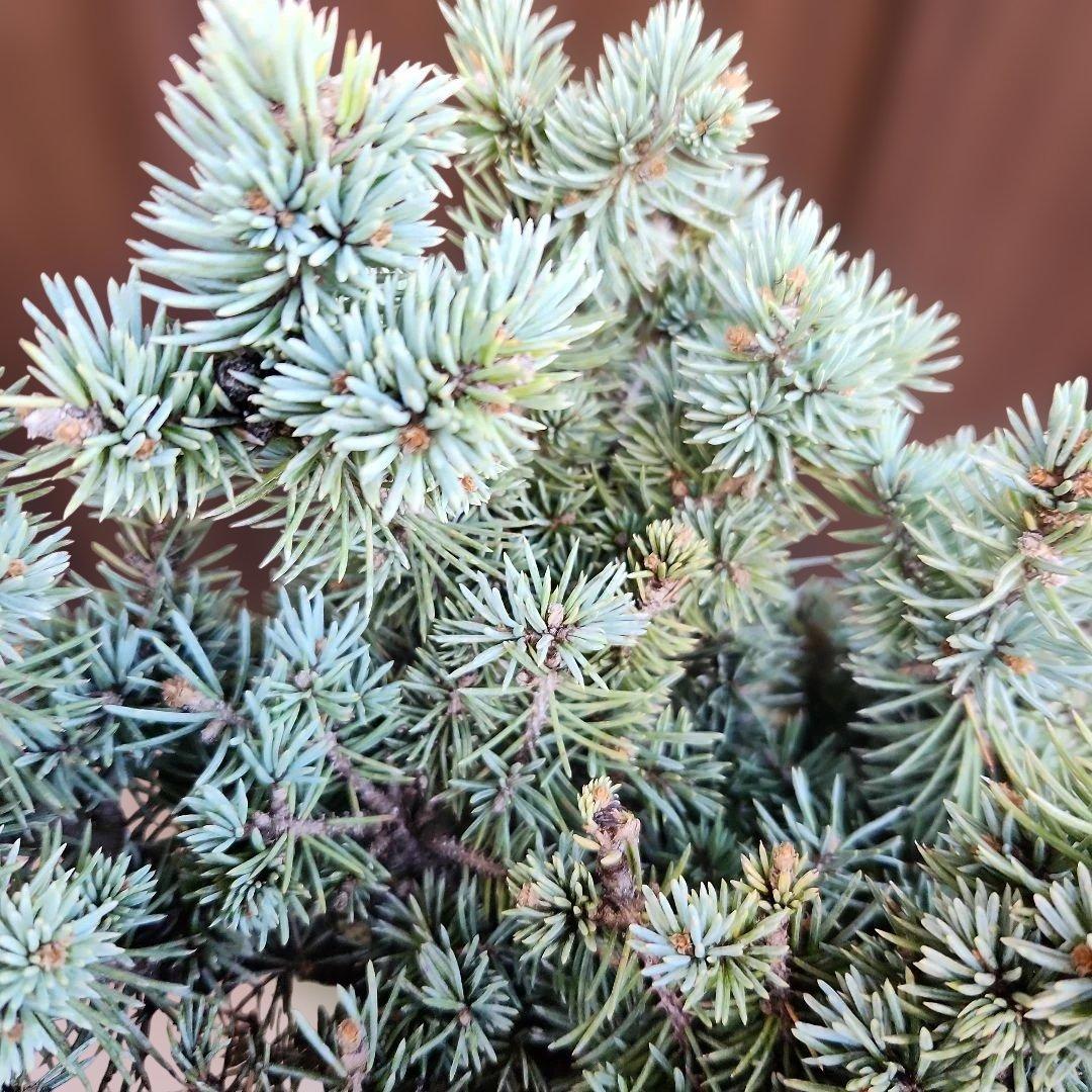 プンゲンストウヒ　グラウカグロボーサ　エアーポット鉢植え　苗木　レア品種