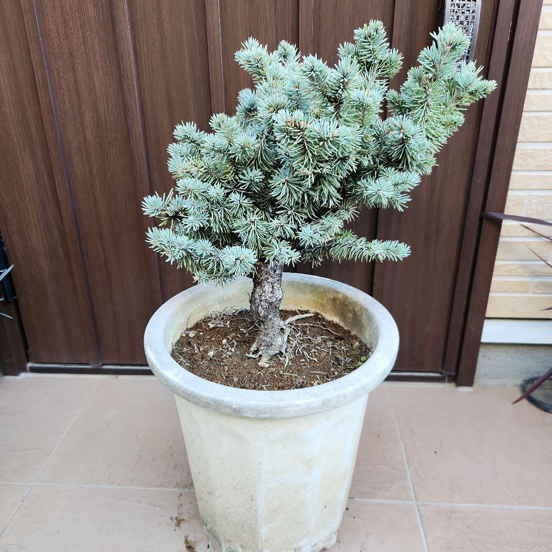 プンゲンストウヒ　グラウカグロボーサ　エアーポット鉢植え　苗木　レア品種