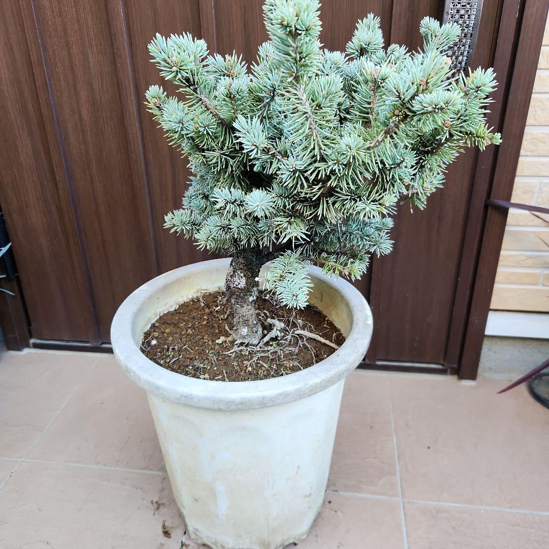 プンゲンストウヒ　グラウカグロボーサ　エアーポット鉢植え　苗木　レア品種