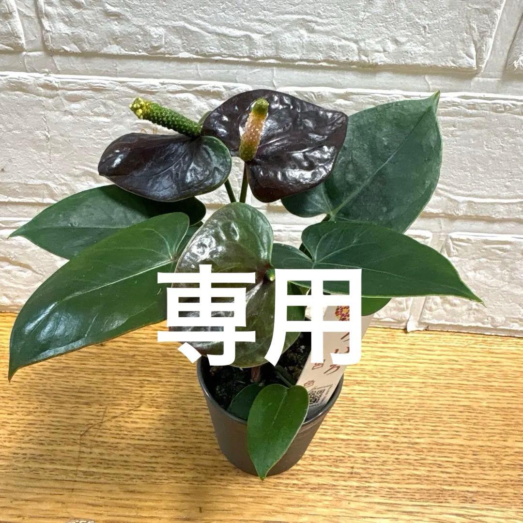 超レア♡ミニアンスリウム♡呂色♡2号♡ポットごと宅急便コンパクト