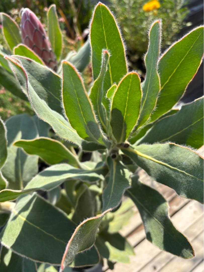 プロテアピンクプリンセス　希少！大株！