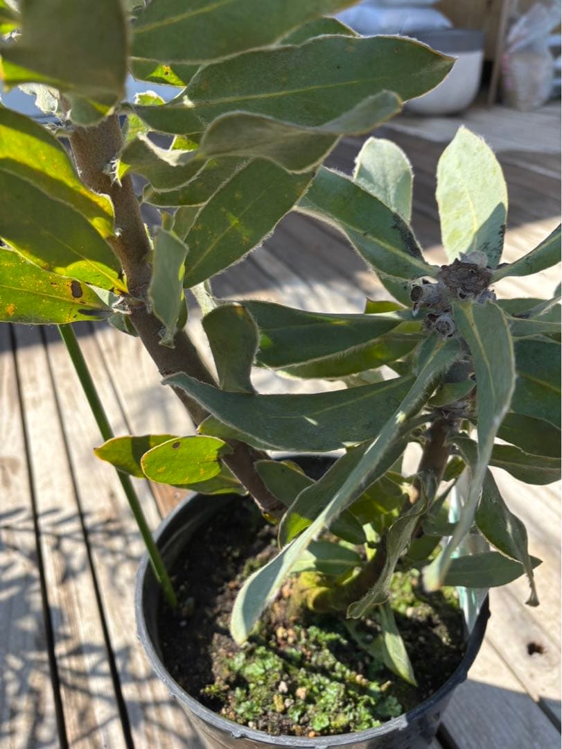 プロテアピンクプリンセス　希少！大株！