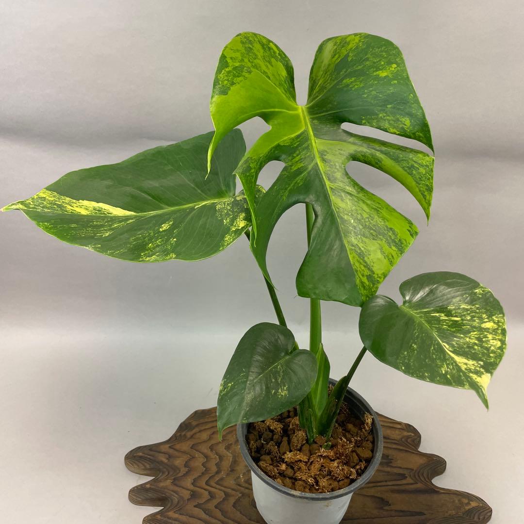 ぽ*ん様 lsw685モンステラデリシオーサ イエローマリリン