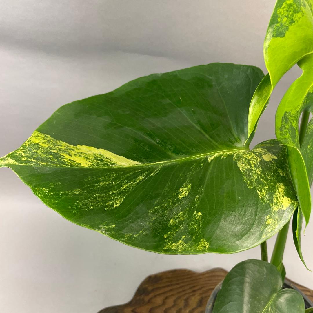 ぽ*ん様 lsw685モンステラデリシオーサ イエローマリリン