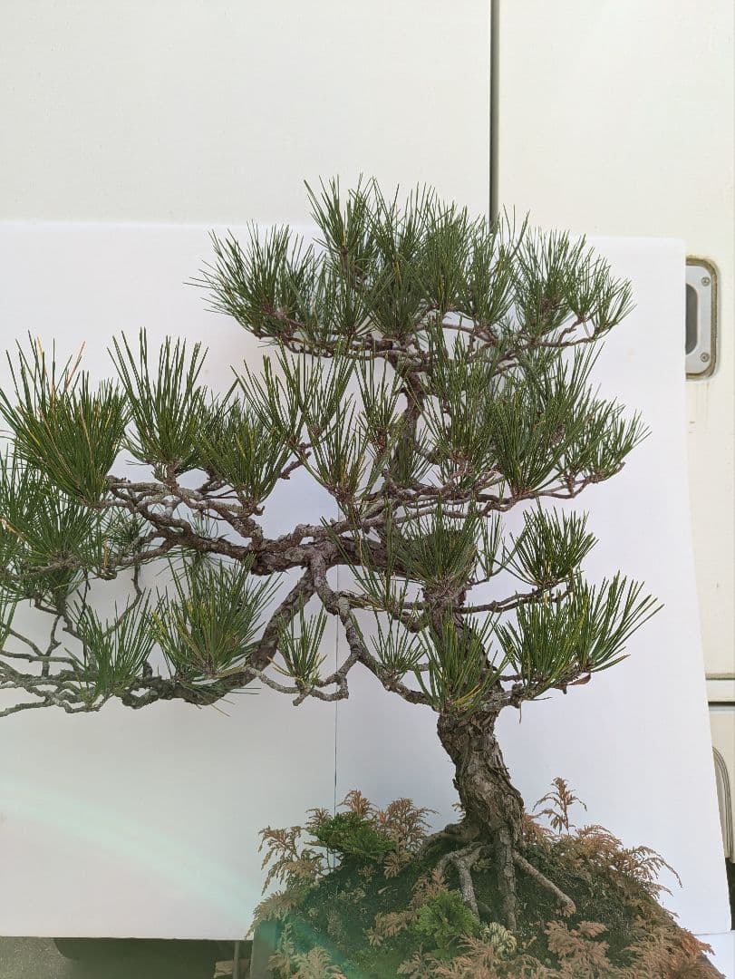 松の盆栽 中型 自然風　　　　樹齢50年から60年経って居ます。