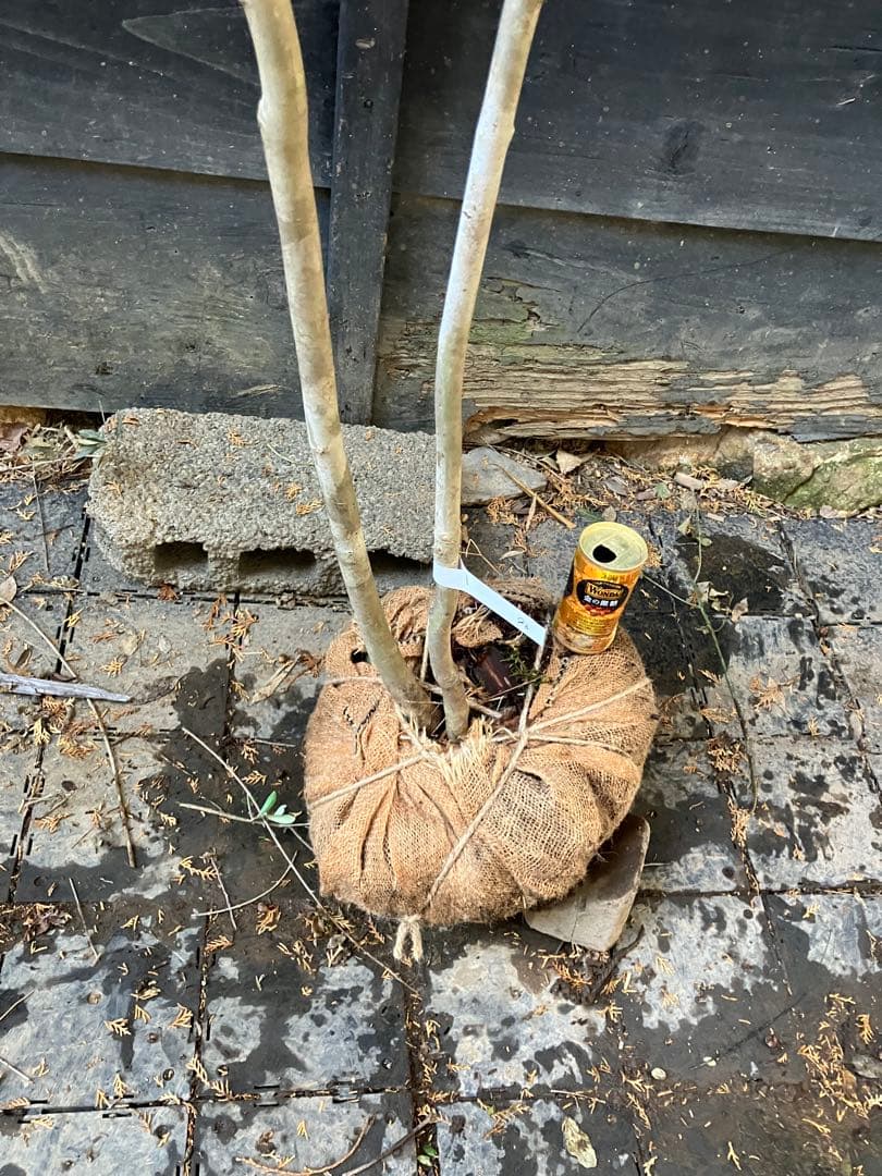 90 山採り　アオダモ