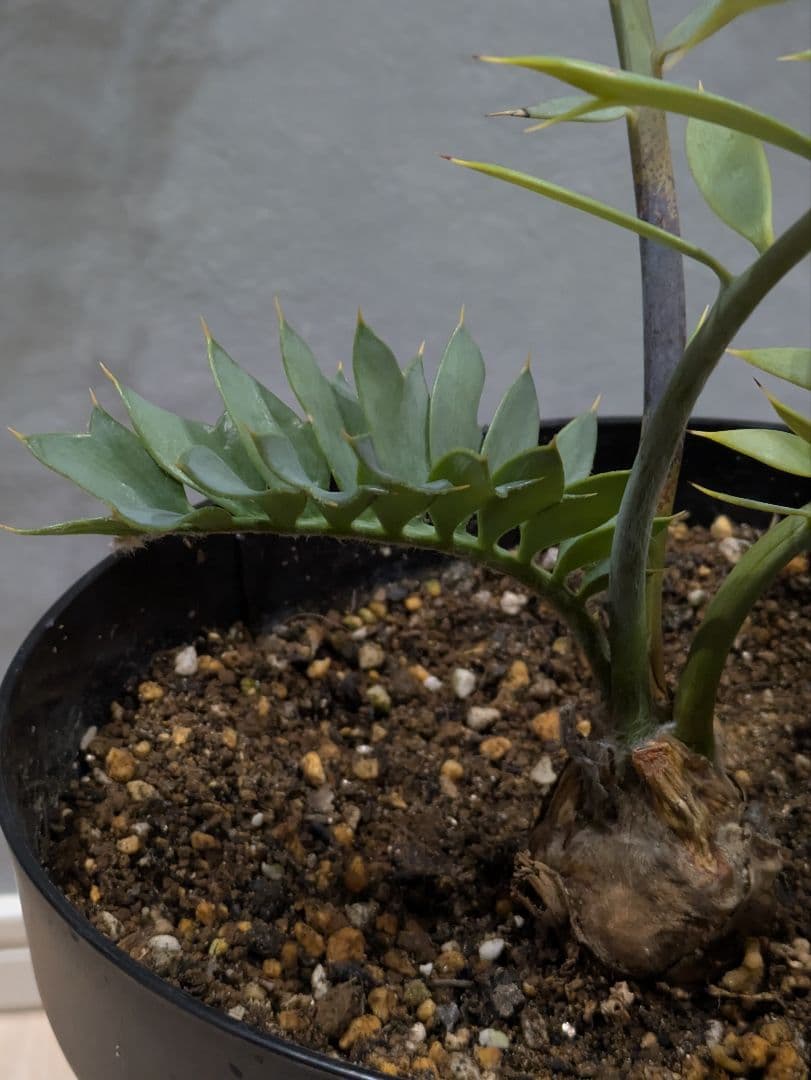 エンセファラルトス　ホリダス　【南アフリカ産】