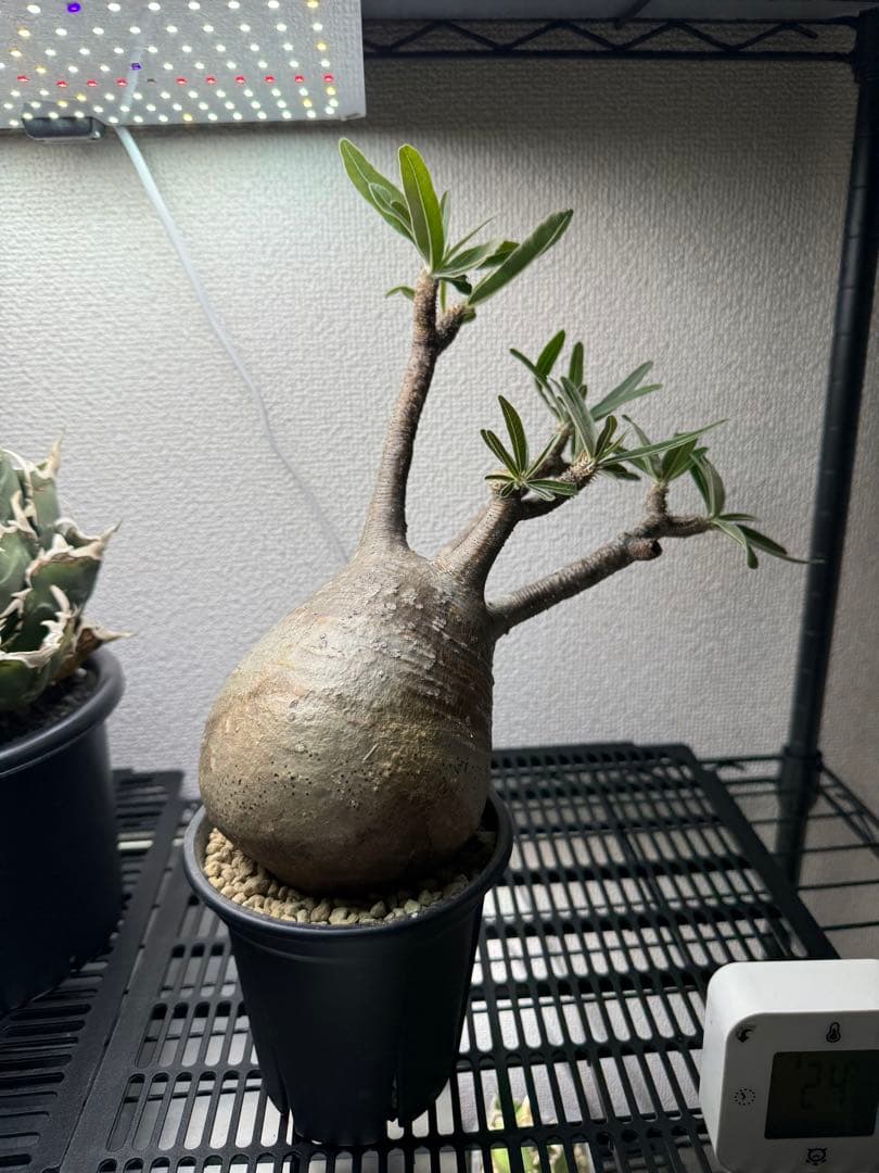 パキポディウム・グラキリス(現地球、発根済) 値下げ！