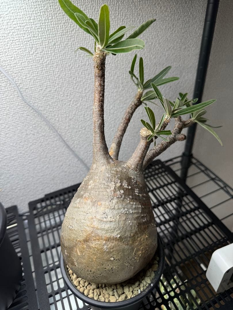 パキポディウム・グラキリス(現地球、発根済) 値下げ！