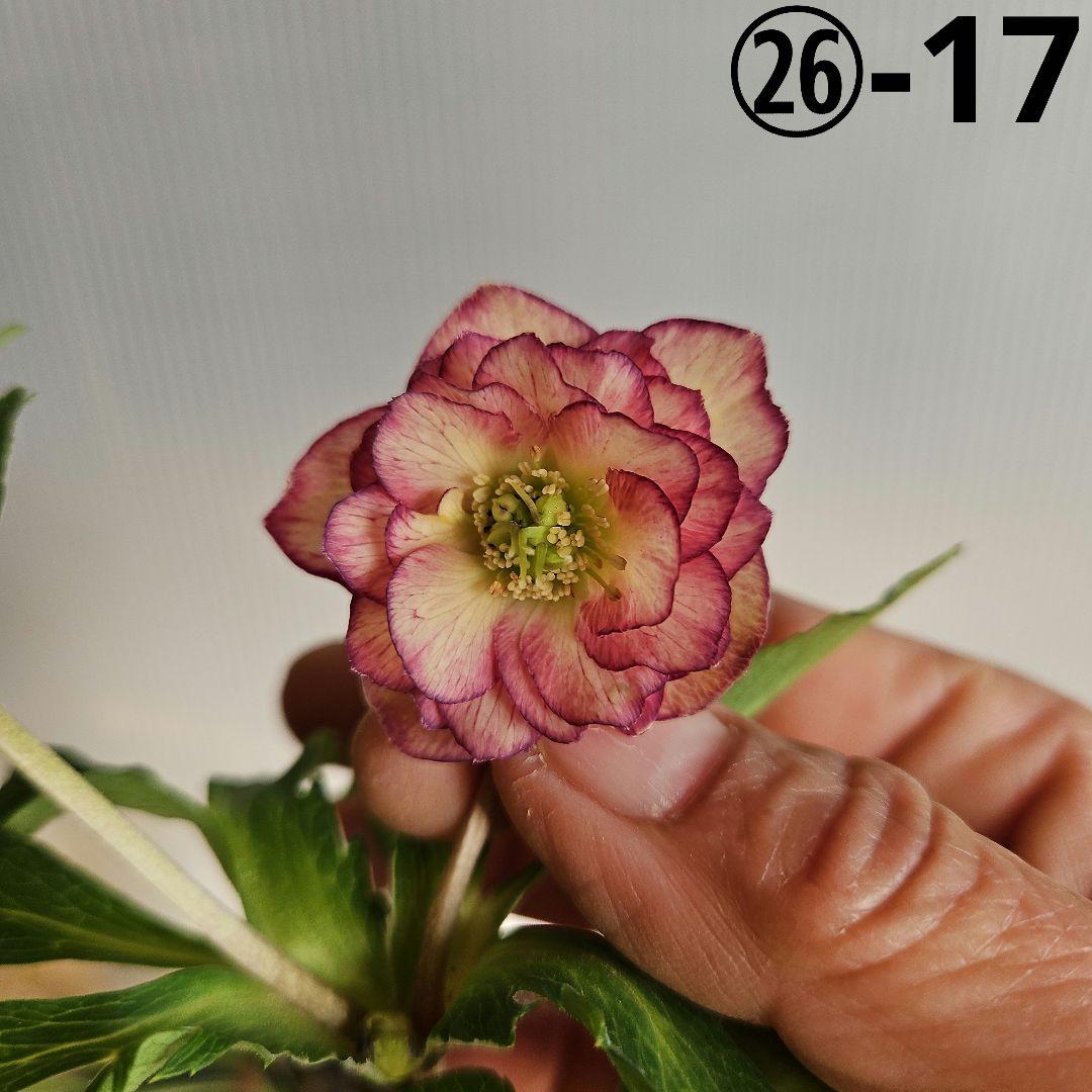 yuko㉖-17㉖-28㉖-35クリスマスローズ