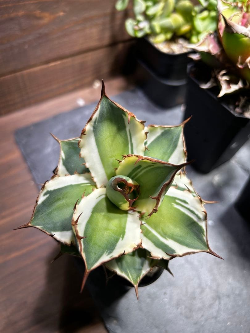 アガベ宝珠錦　中株　斑入り　チタノタ