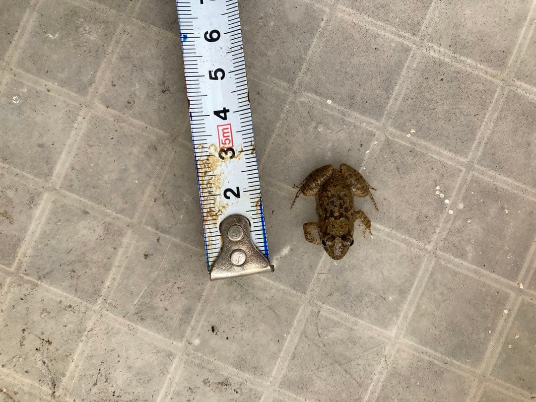 冷凍カエル【Lサイズ　100匹】餌用カエル 約4.5cm 大型魚　爬虫類　蛇　餌