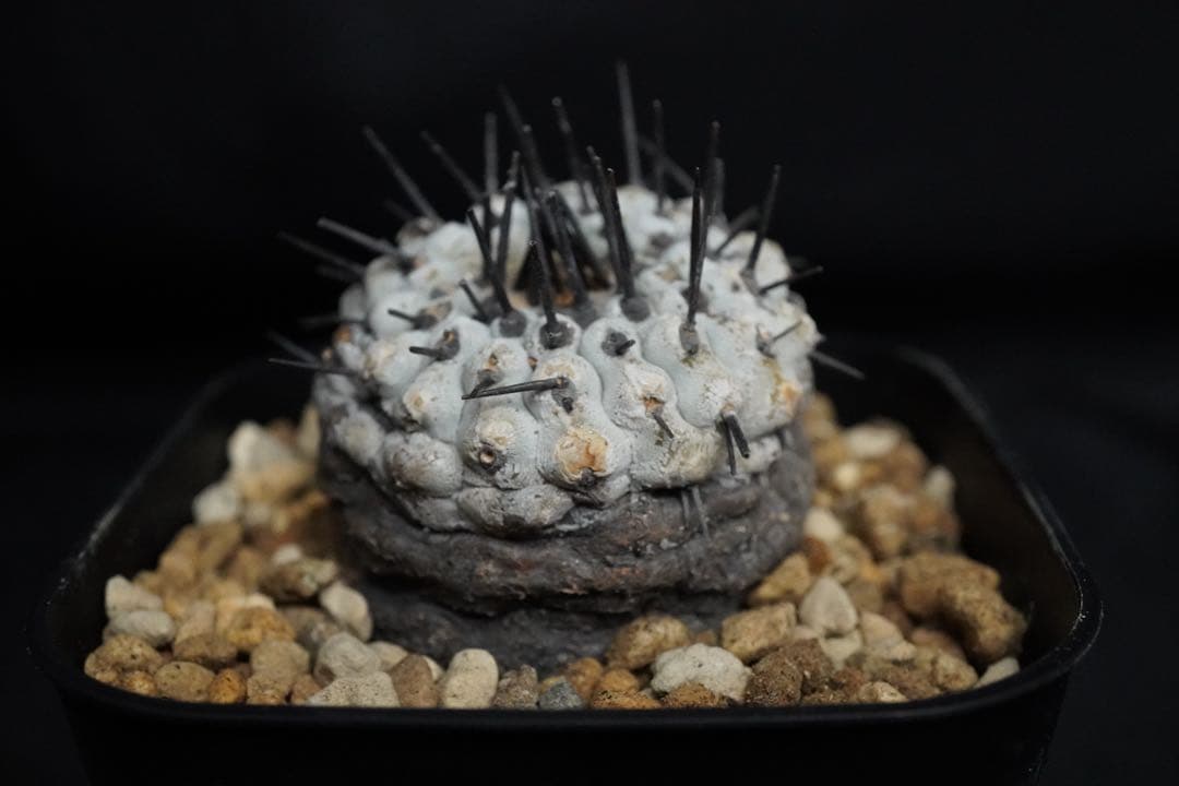 4 発根済み 孤竜丸 コピアポア シネレア コルムナアルバ copiapoa
