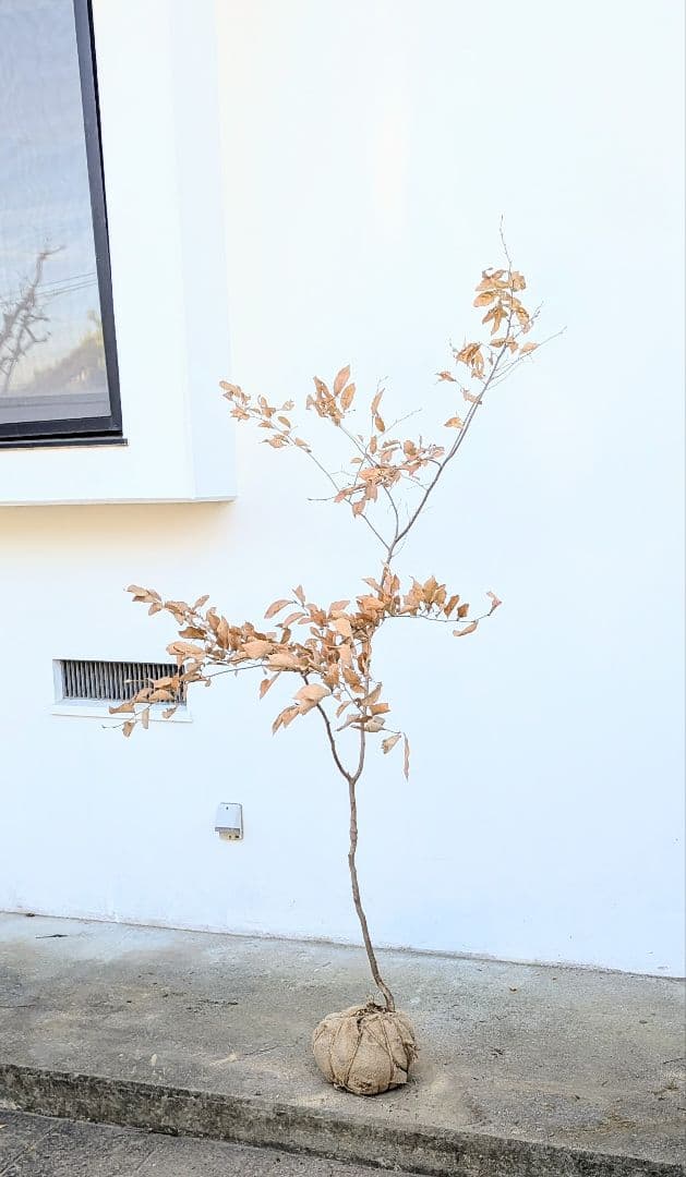 美形。山採りヤマコウバシ。