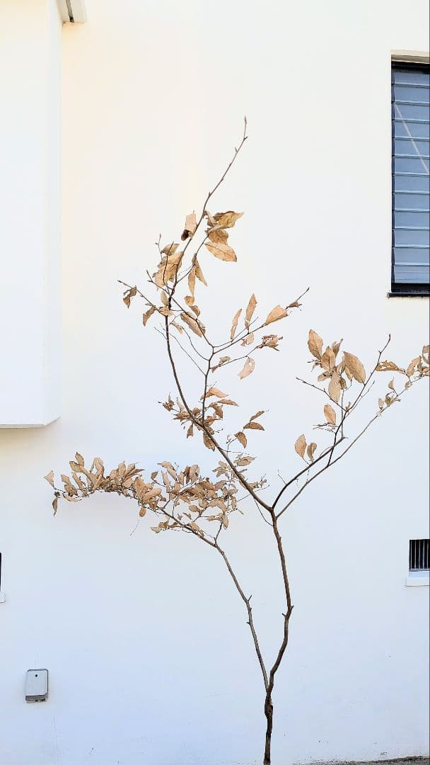 美形。山採りヤマコウバシ。