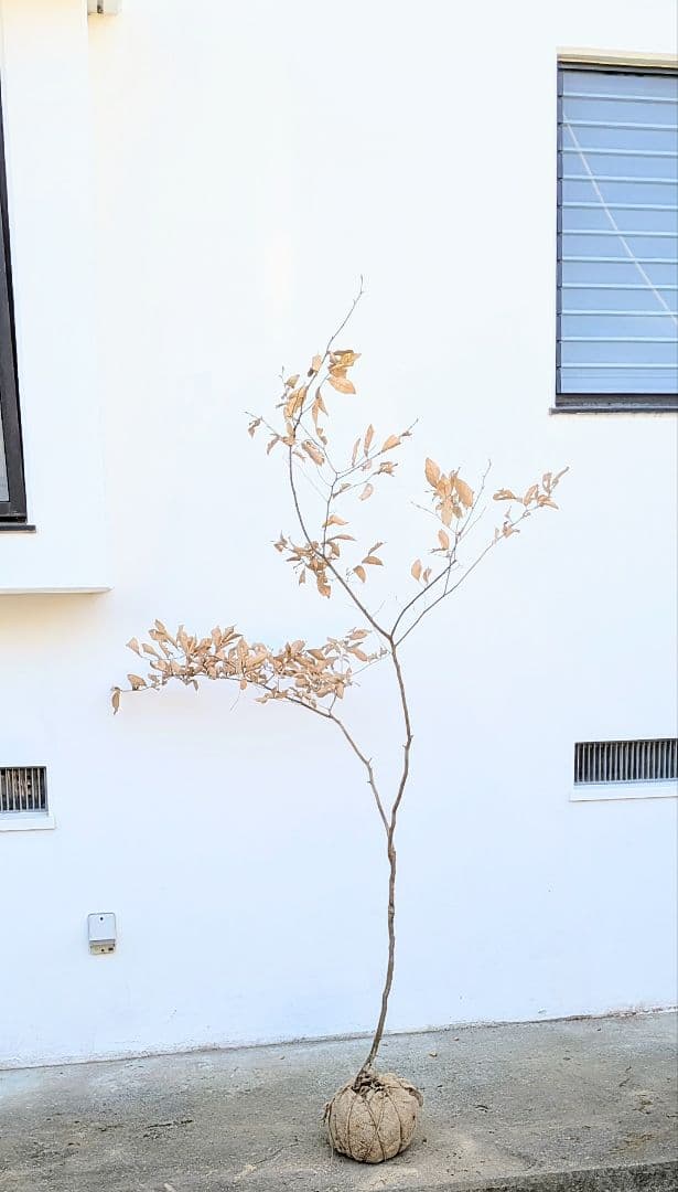 美形。山採りヤマコウバシ。