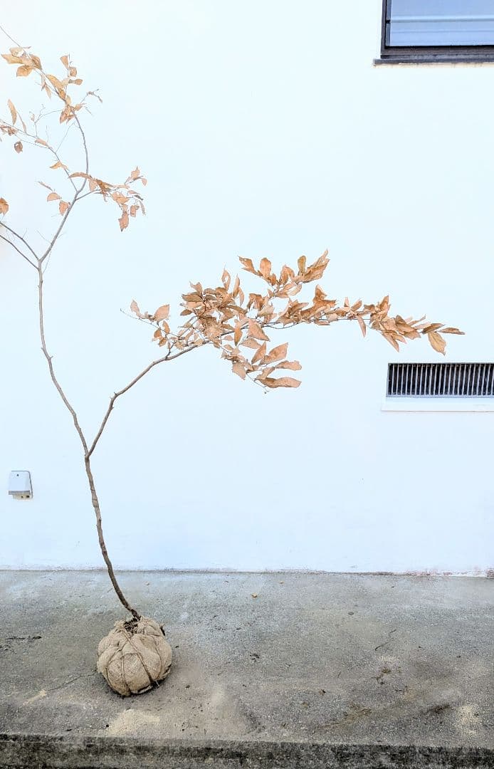 美形。山採りヤマコウバシ。