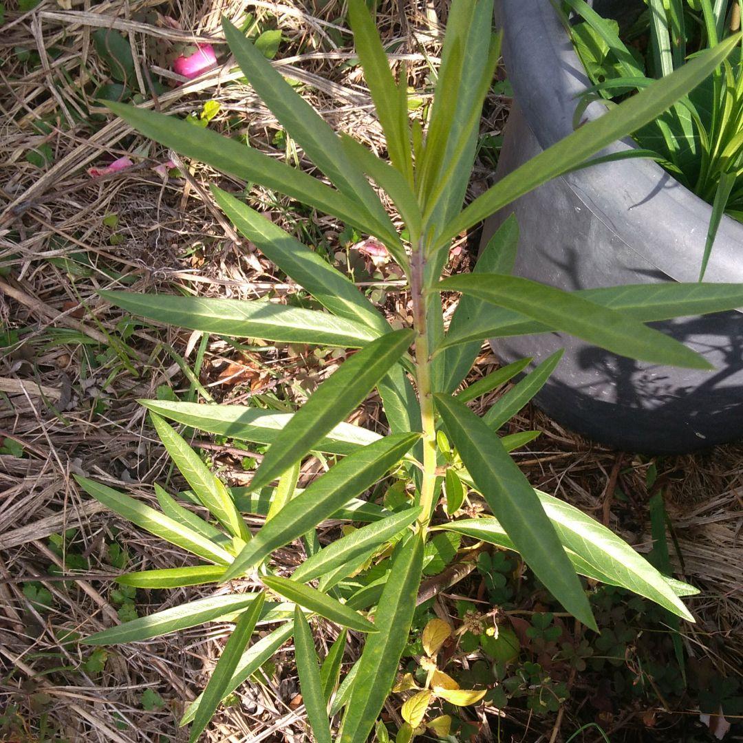 ご存知ですか?