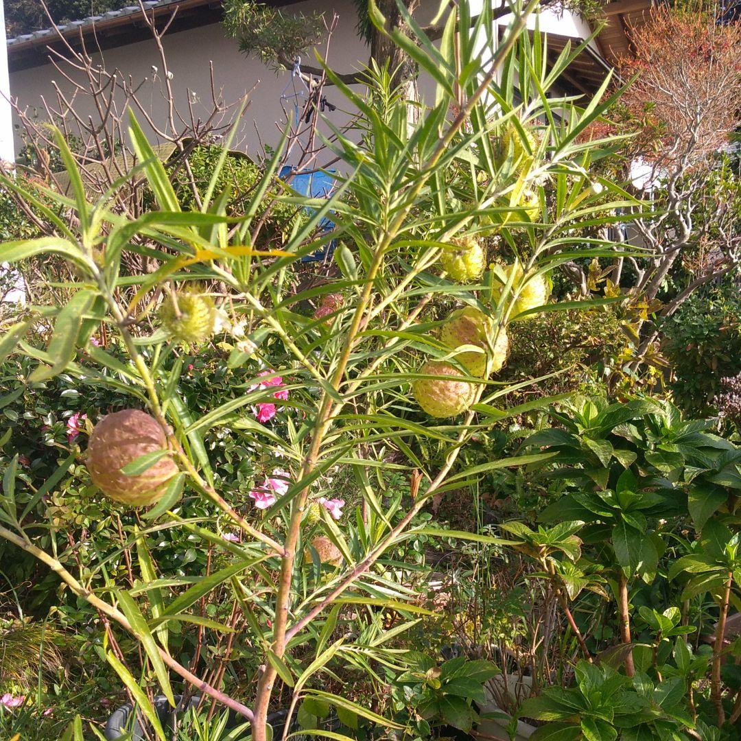 ご存知ですか?