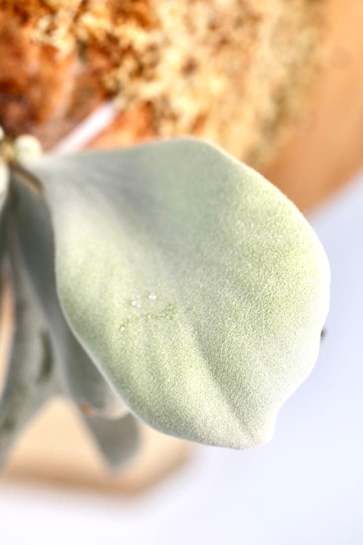 ビカクシダ P.willinckii Pearl Queen