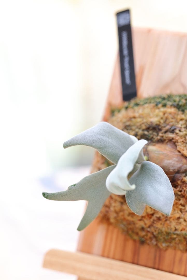 ビカクシダ P.willinckii Pearl Queen