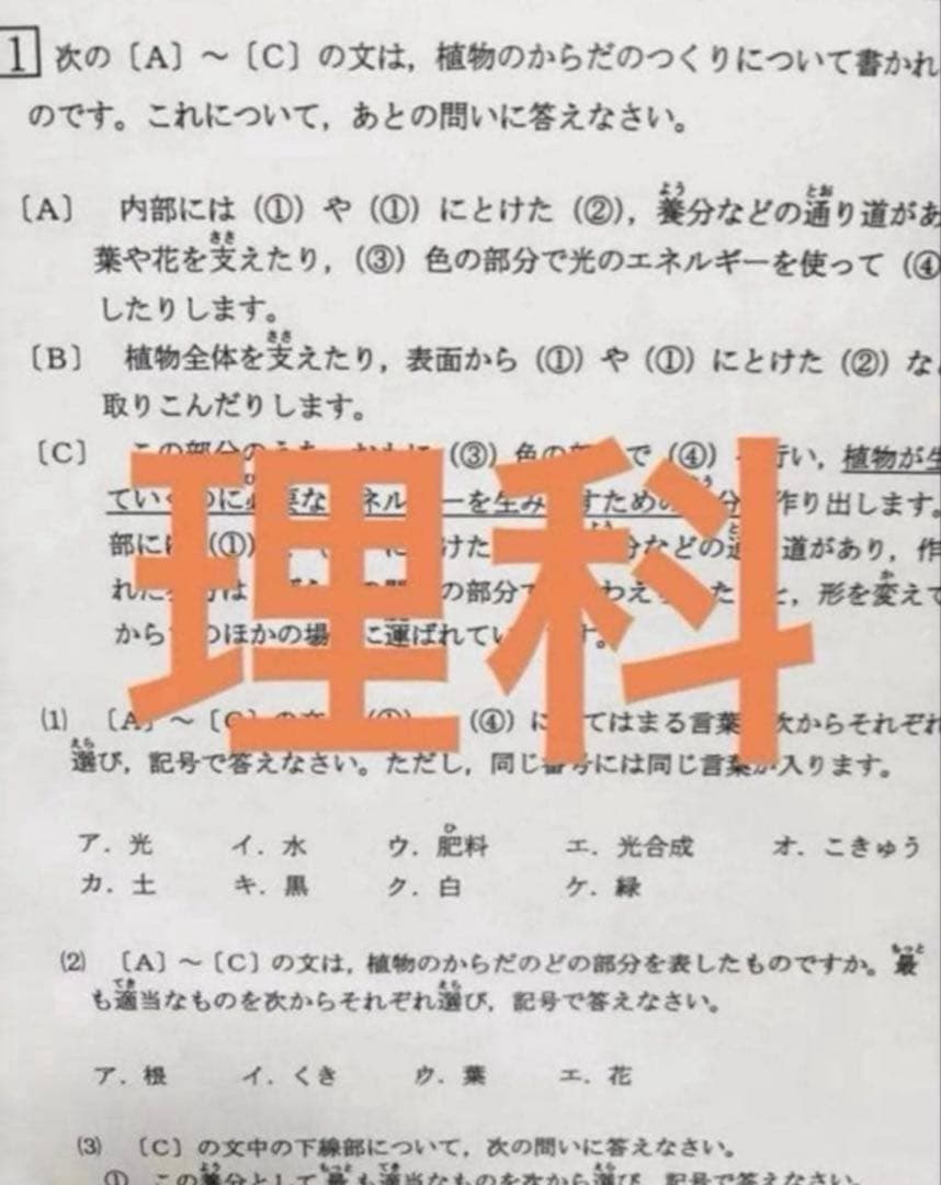edamame様