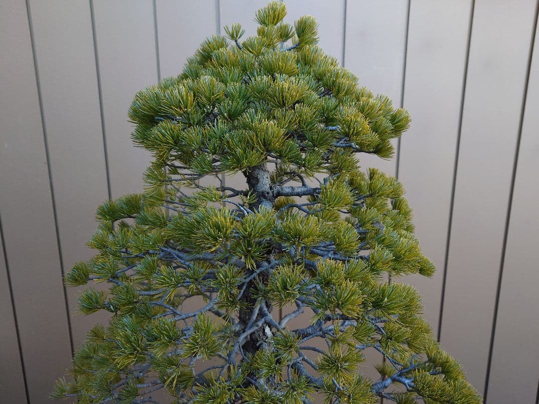 盆栽　五葉松　樹高70cm