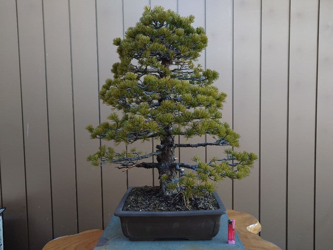 盆栽　五葉松　樹高70cm