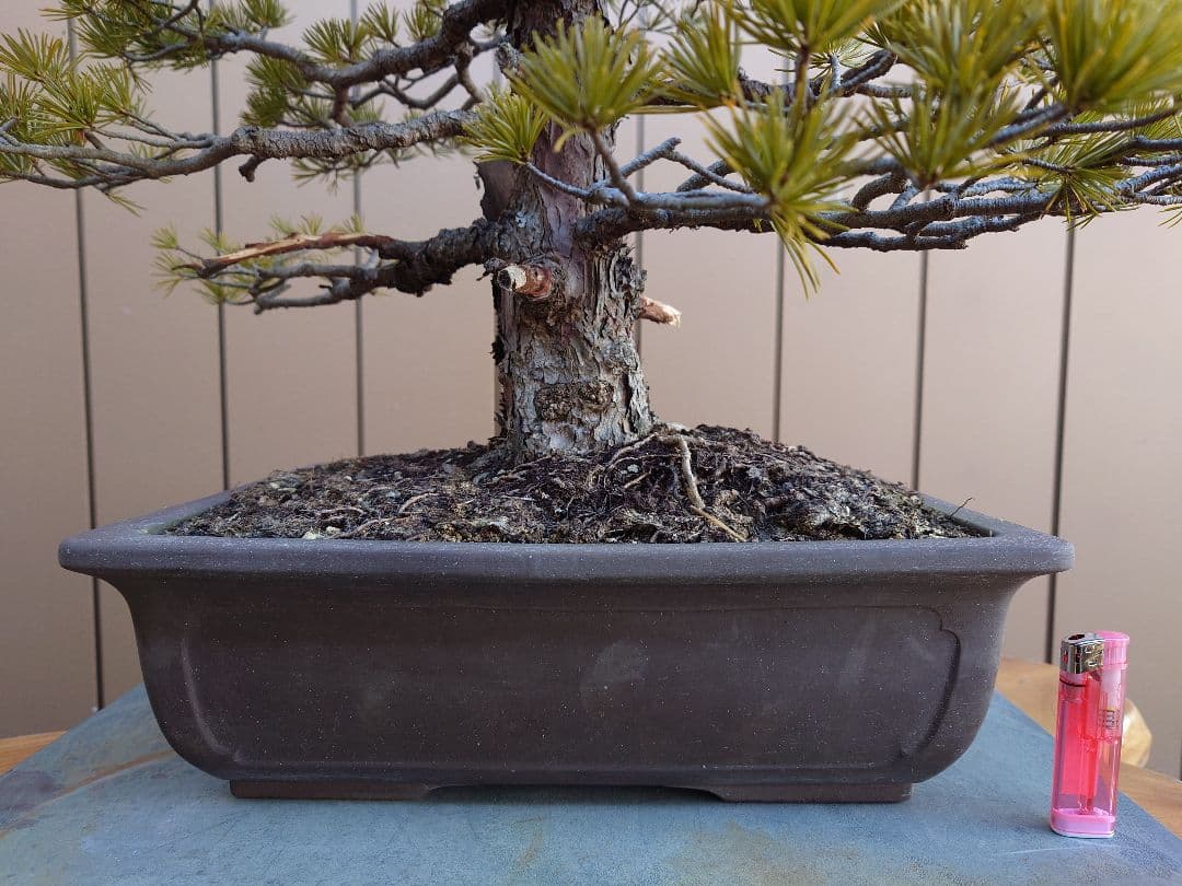 盆栽　五葉松　樹高70cm